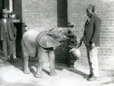 Jonge Afrikaanse olifant Kiberenge wordt gevoerd door Darisha terwijl Syed Ali toekijkt op de achtergrond, London Zoo, september 1923 door Frederick William Bond